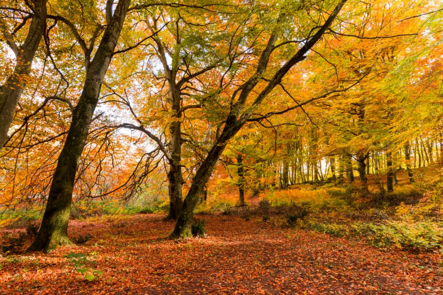 Beech Forest of Mount Cimino