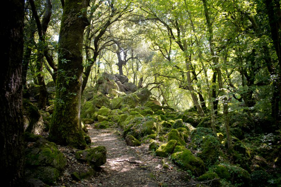 Bosco del Sasseto